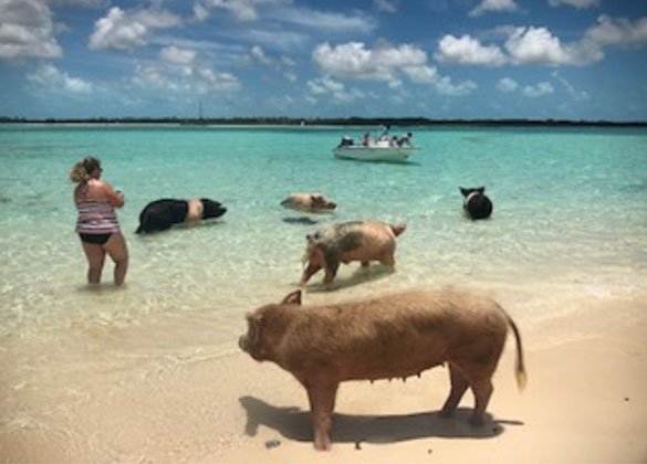 the Swimming Pigs
