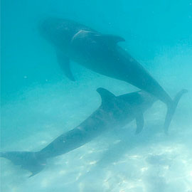 Dolphins