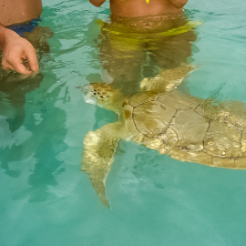 Green Turtles
